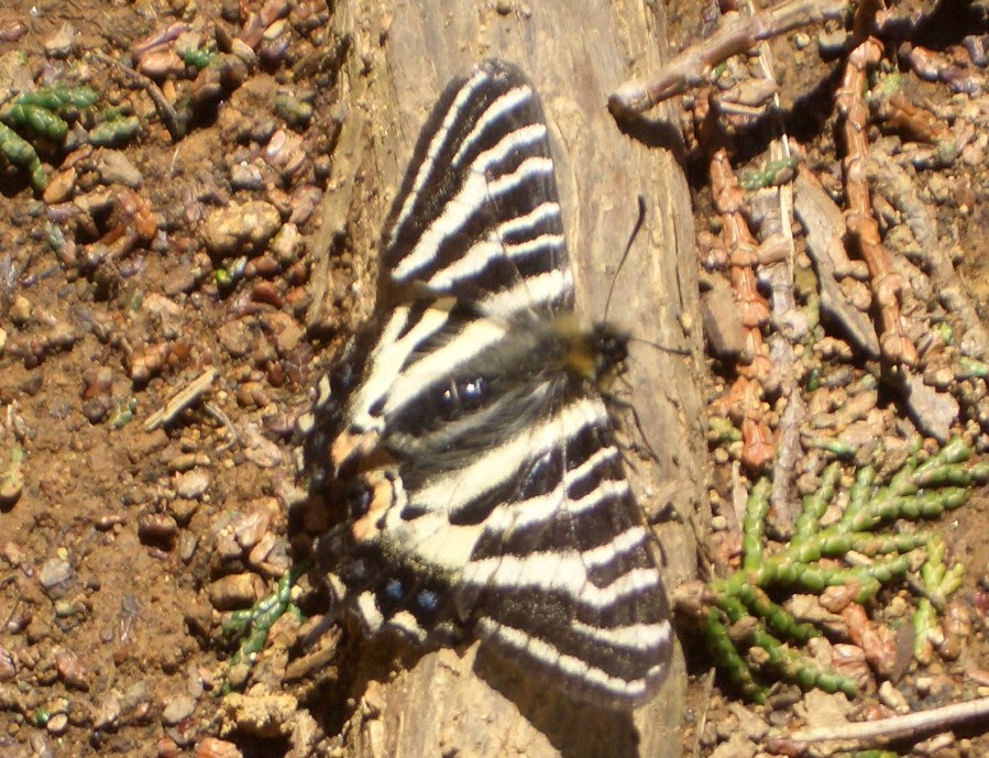 ギフチョウ（石砂山）