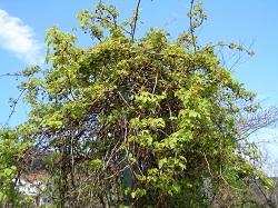 山菜（アケビの芽）