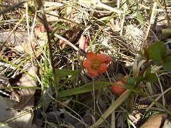 四方津御前山、クサボケの花