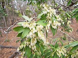 奥多摩八丁山、アセビ