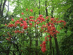 奥多摩川苔山、ヤマツツジ