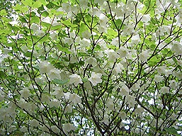 奥多摩川苔山、シロヤシオ