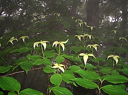滝子山、ヤマボウシ