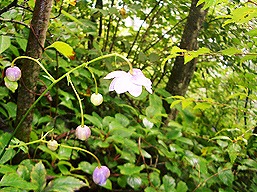 道志　今倉山、レンゲショウマ