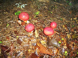道志　今倉山、タマゴダケ（美味しいキノコ）