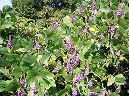 （高尾）倉岳山、クズの花