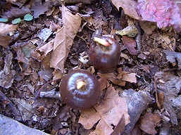 （奥多摩）ウトウの頭、クヌギの芽吹き