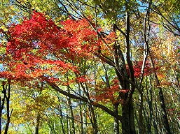 （奥多摩）紅葉・黄葉
