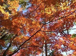 （笹子峠）紅葉