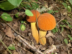 アカヤマドリ（食用、陣馬山）