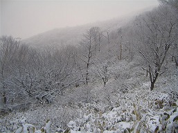 雪景色