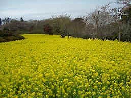 楠木山（菜の花）