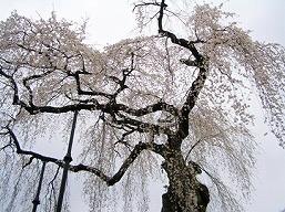 エドヒガンザクラ（清雲寺）