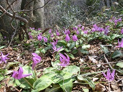 カタクリの群生（弥彦山） 
