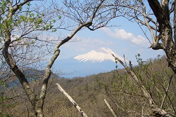 芽吹き