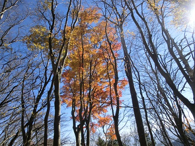 静かな紅葉 